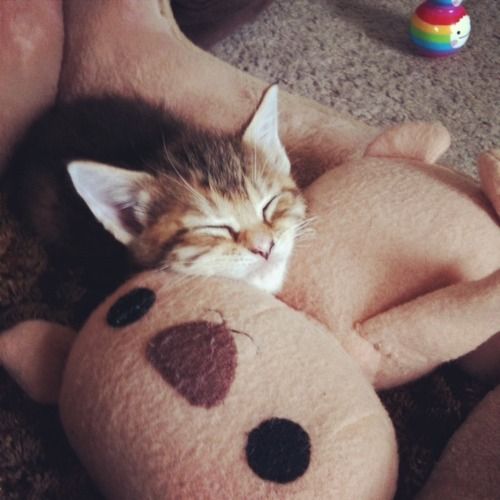 可愛い動物とぬいぐるみのコラボが本当に可愛すぎてやばい写真