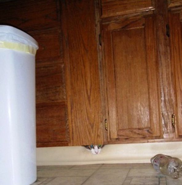 猫や犬の視線を感じる画像