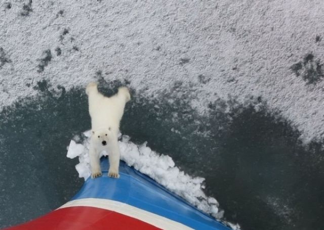 ｢通せんぼ」をしている写真