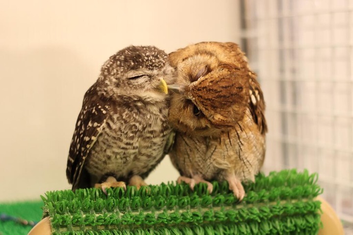 可愛いフクロウさんの写真