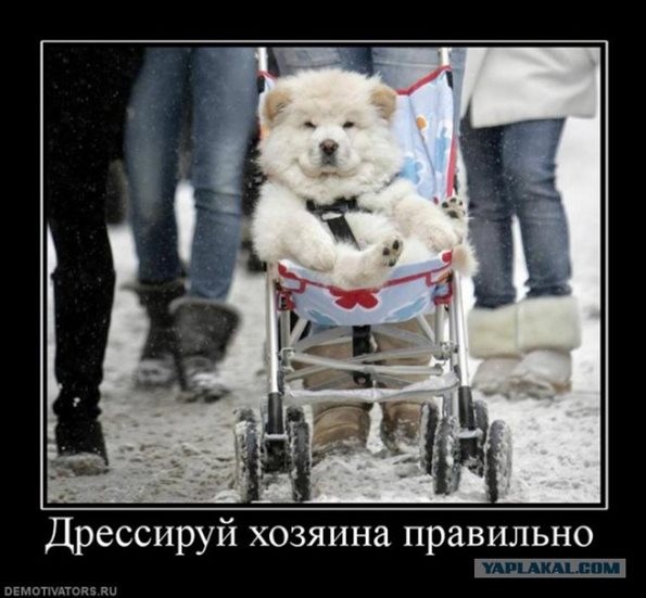 熊を散歩させるロシアの日常風景がヤバすぎる写真