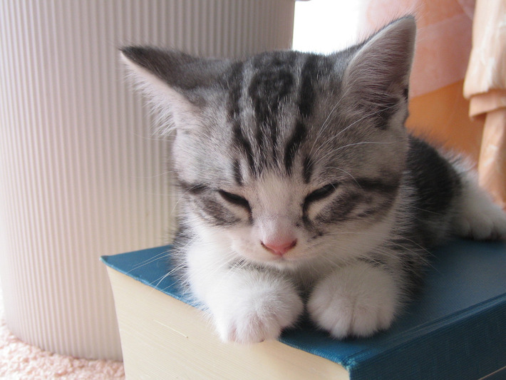 本当に可愛い猫の写真