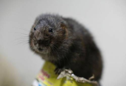 元気になれる動物の画像