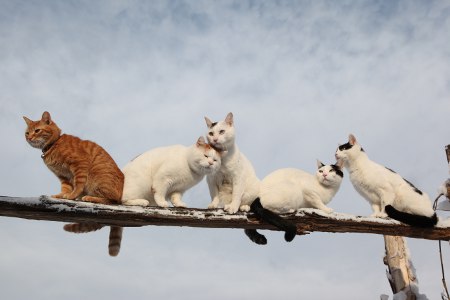 やっぱり可愛い猫の画像