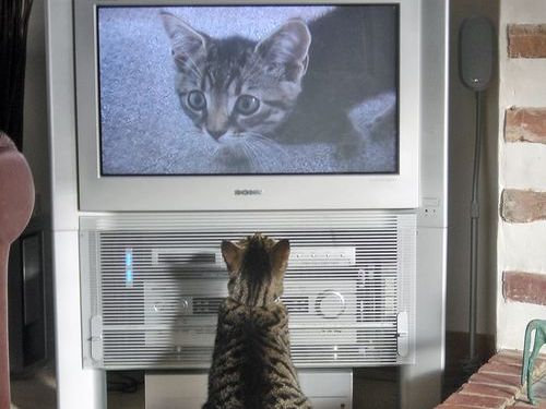 動物たちが秘密を見られてカメラに反応してる写真