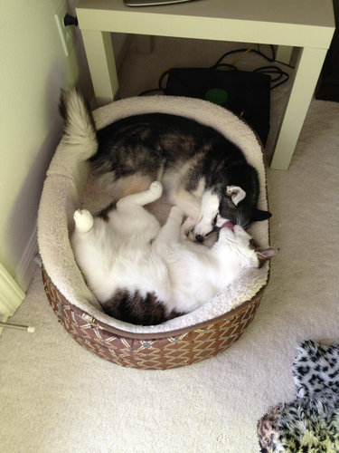 ぐっすり眠る動物たちの癒される写真