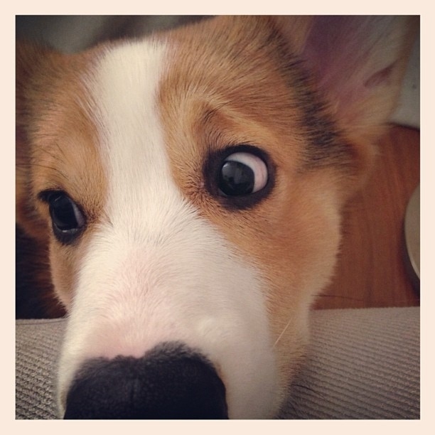 やっぱり可愛いコーギー犬