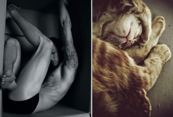 どっちが好き？同じようなポーズのイケメンと猫の比較画像