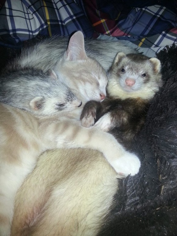 フェレットを多頭飼いしている飼い主が路上でさまよっている子猫を招き入れたらこうなった。