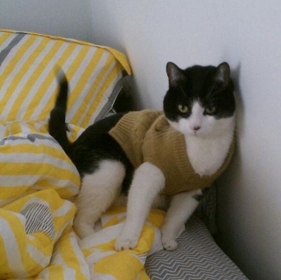 可愛い動物画像をください！可愛すぎる動物画像