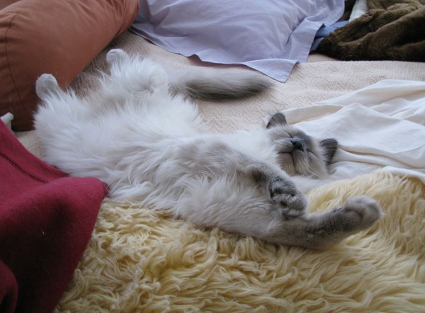 眠りについた可愛い猫の画像が可愛すぎる写真