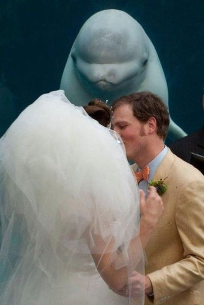 シロイルカの人懐っこさが可愛すぎる写真