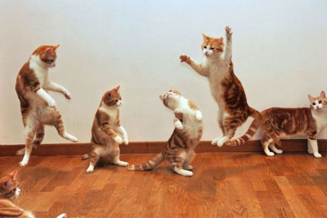 無茶苦茶かわいい動物たちに癒される写真