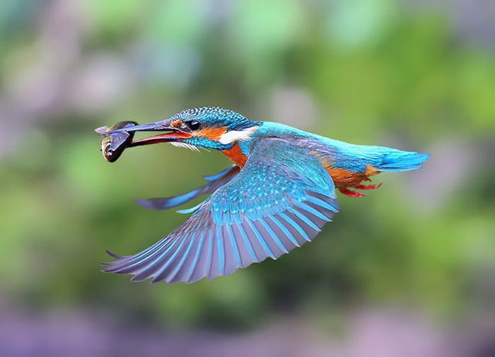 野生の生き物が本当に美しすぎた写真