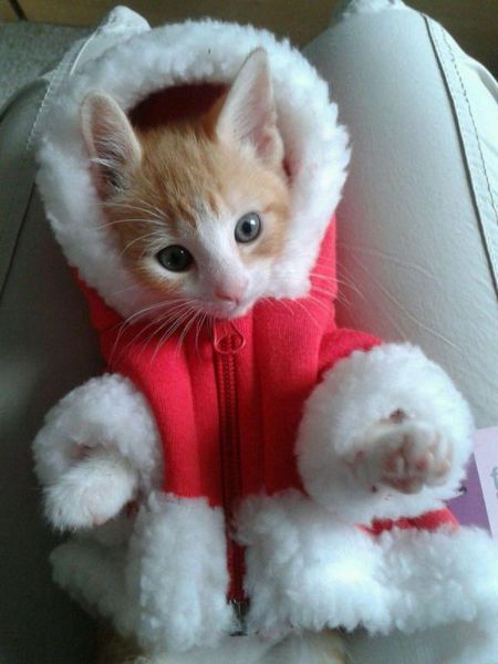 可愛い動物の画像が沢山集まったよ！