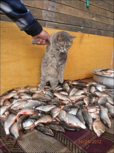猫に狙われた完全ロックオンされた写真