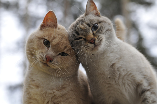 やっぱり可愛い猫の画像