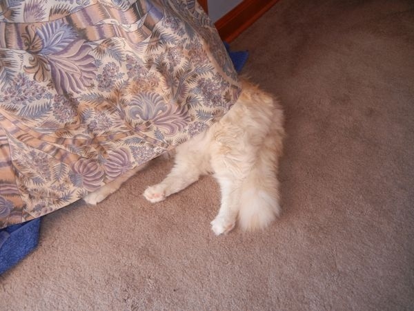猫のかくれんぼ