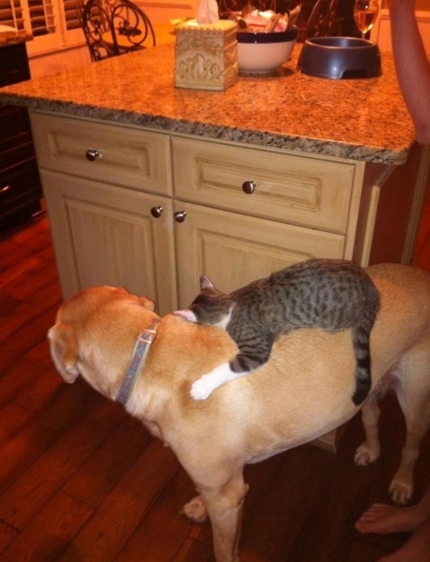 仲のよすぎる犬と猫 