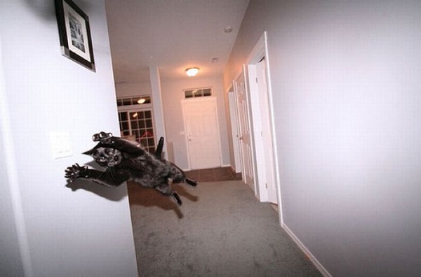 空中を飛行する猫たちの可愛い写真