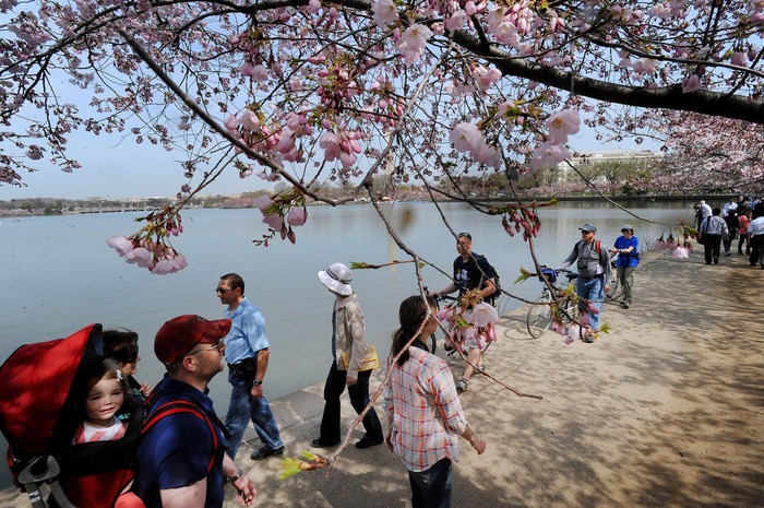 世界に咲く桜 