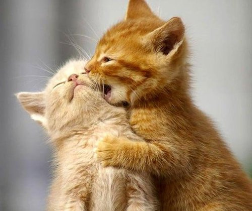 やっぱり可愛い猫の画像
