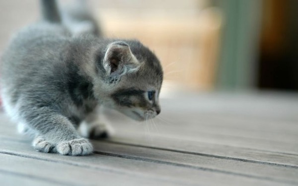 あまりの可愛さに驚くかわいい子猫の画像