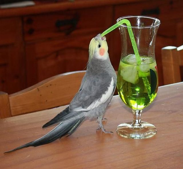 なんで動物ってこんなに可愛いんだろと思える写真
