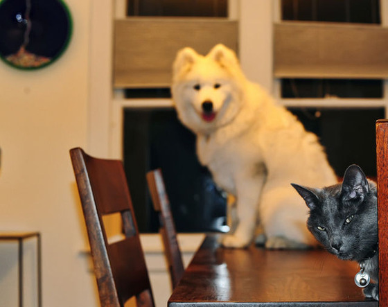 動物に影からじーっと観察されている写真