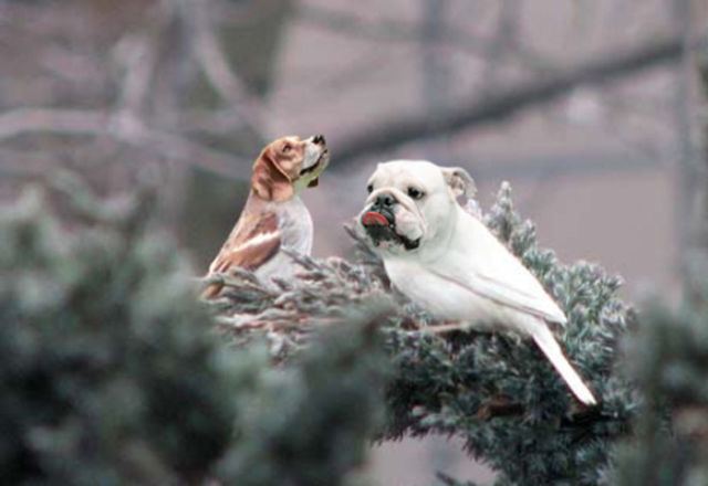犬と鳥を混ぜるとコレジャナイ感が半端ないことが判明した写真