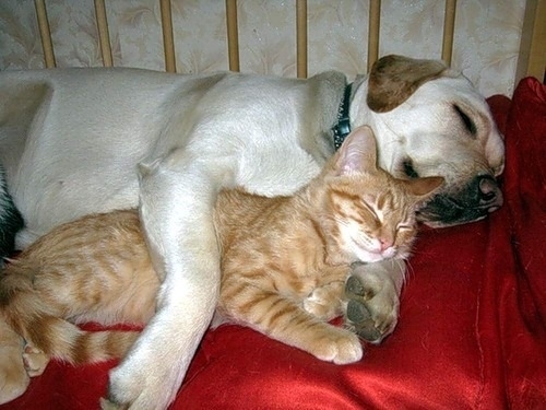 犬と猫が仲良しの可愛い写真