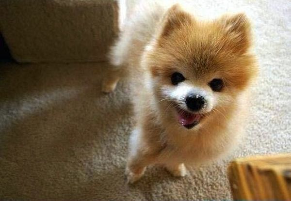 見ているだけで幸せになれる可愛い子犬の画像が集まった写真
