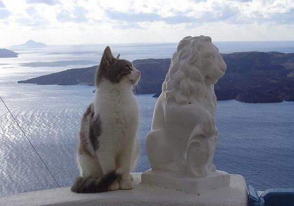 可愛い動物たちの画像が集まった写真