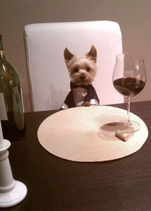 カッコイイポーズをとる動物の写真