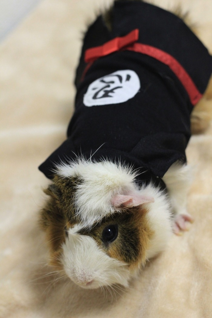 超可愛い動物たちに癒される写真