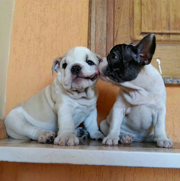 仲良しの犬たちが可愛らしい写真