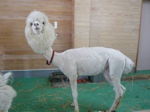 ヘアカットで失敗した惨めな動物たち
