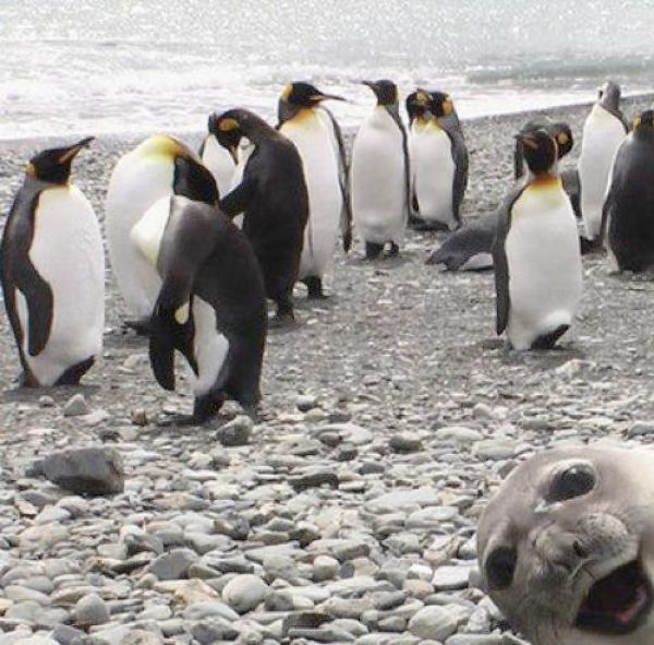 記念撮影好きな動物の写真
