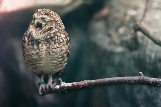 可愛いフクロウさんの写真