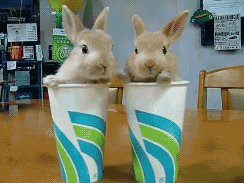 そのまま飲み干したくなるカップ入り動物の写真