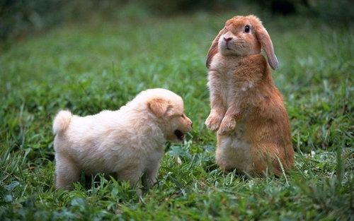 思わずキュンとなる癒しの動物たちの写真