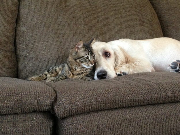 仲のよすぎる犬と猫 