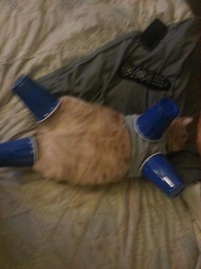 とにかく魅力的な猫の写真