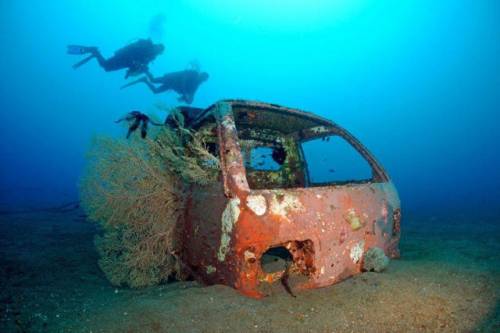 車が海に沈んでしばらくして魚の住まいになった写真