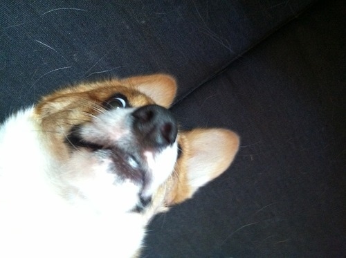 本当に可愛いコーギー犬の写真