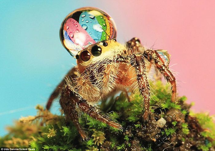 野生の生き物が本当に美しすぎた写真