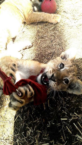 動物たちの本当に可愛らしい写真