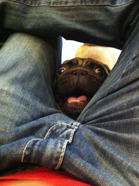 動物たちの可愛すぎる画像