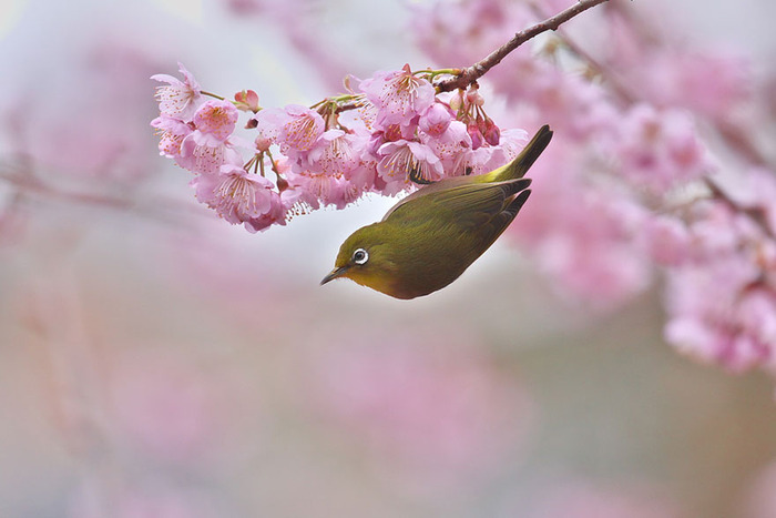 世界に咲く桜 