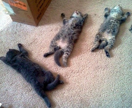 ぐっすり眠る動物たちの癒される写真